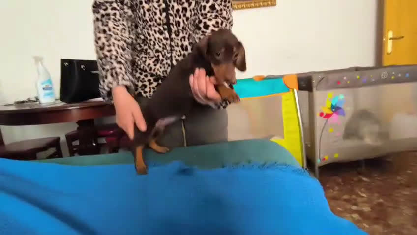 Teckel perros en venta: Teckel kanichen  - Video 3