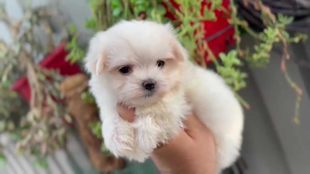 Bichón Maltés perros en venta: Bichón maltés - Video 4