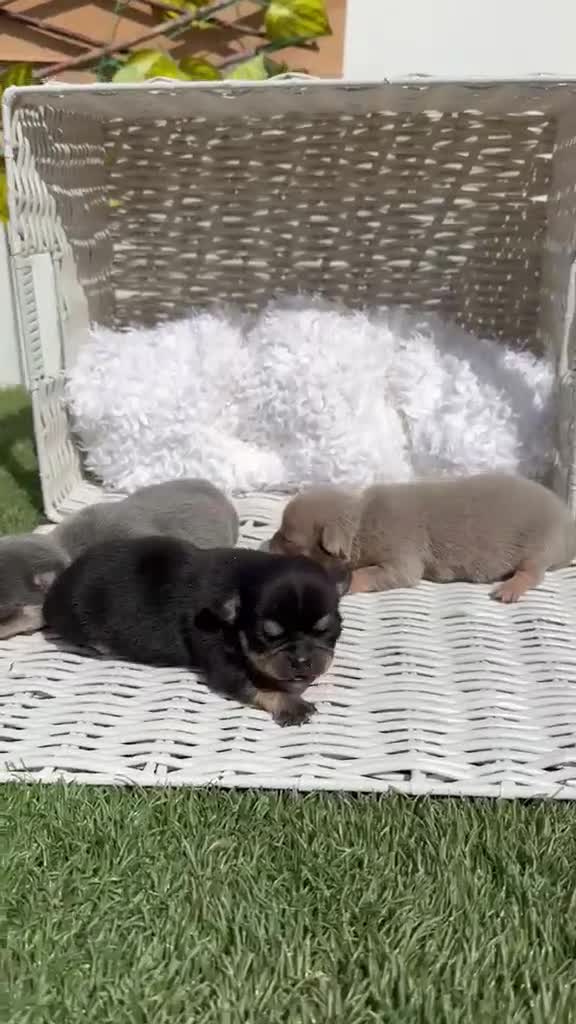 Chihuahua perros en venta: CHIHUAHUA  - Video 2