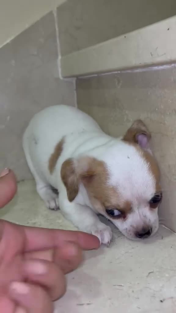 Chihuahua perros en venta: Chihuahua toy - Video 1