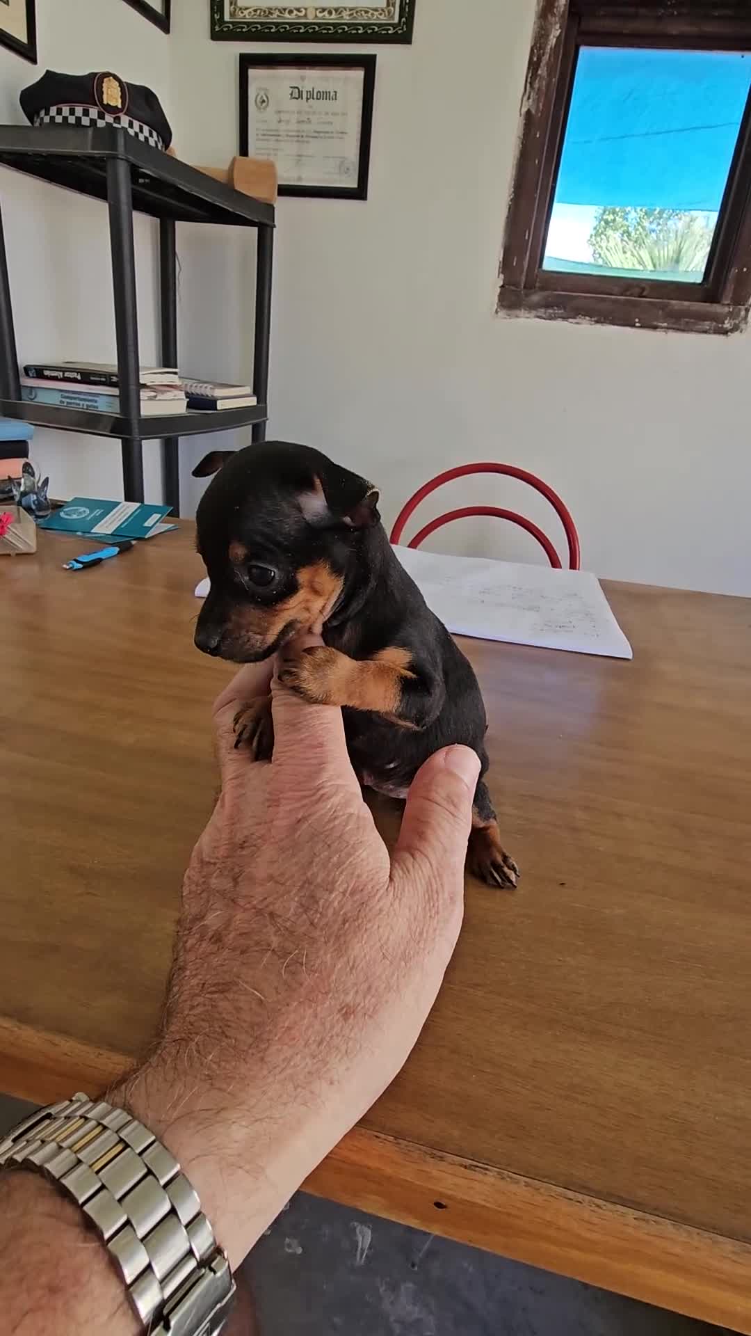 Pinscher Miniatura perros en venta: Mini pinscher miniatura - Video 2
