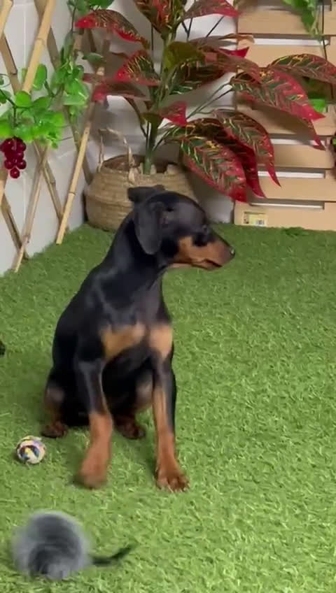 Pinscher Miniatura perros en venta: MINI PINSCHER HEMBRA - Video 1