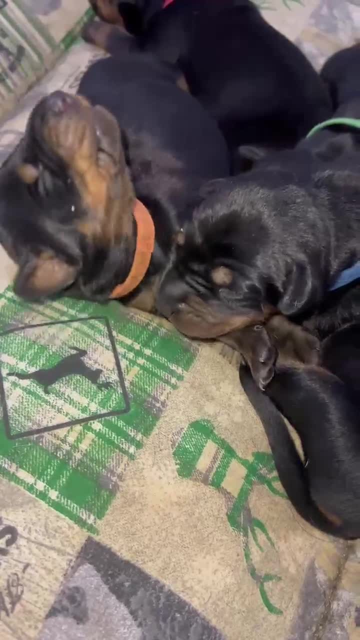 Dobermann perros en venta: Doberman europeo  - Video 2