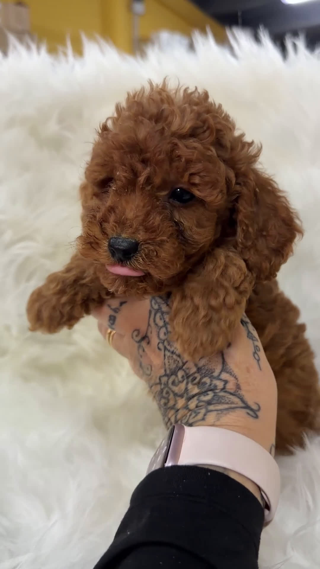 Caniche Toy perros en venta: Caniche rojo pimentón toy - Video 1