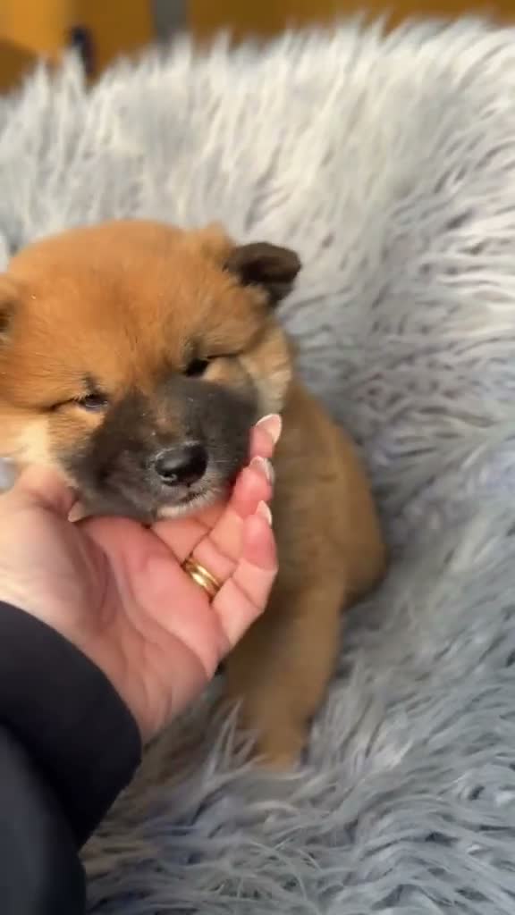 Shiba Inu perros en venta: Shiba Inu macho - Video 1