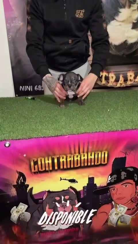 American Bully perros en venta: American Bully  - Video 2