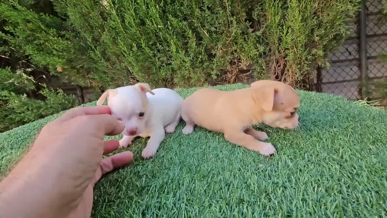Chihuahua perros en venta: Chihuahuas mini  - Video 1