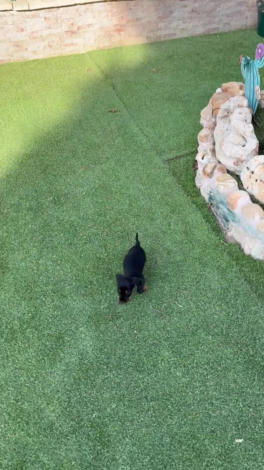 Teckel perros en venta: Teckel negro fuego  - Video 1