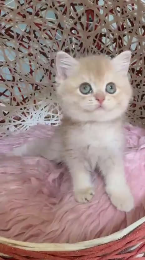 Británico de Pelo Corto gatos en venta: Gatitos British golden de pelo corto - Video 1