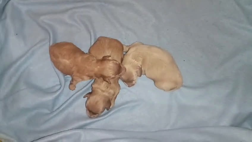 Caniche Toy perros en venta: CANICHE TOY HEMBRITAS  - Video 1