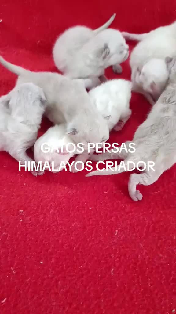 Himalayo gatos en venta: CACHORROS HIMALAYO - Video 1