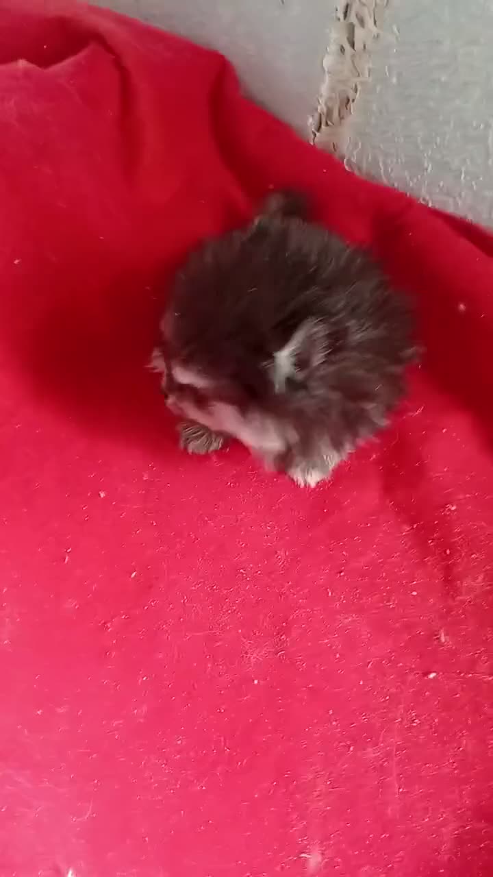 Pomerania perros en venta: Pomerania Mini Toy - Video 3