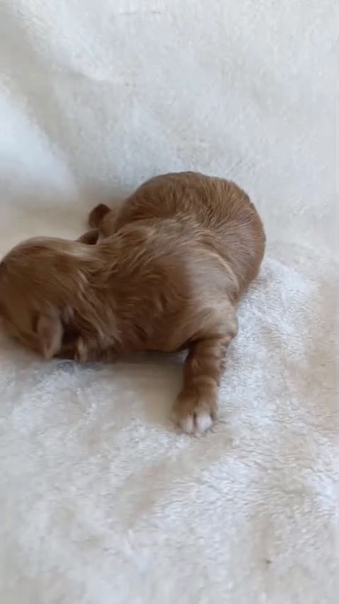 Maltipoo perros en venta: Maltipoo toy - Video 1