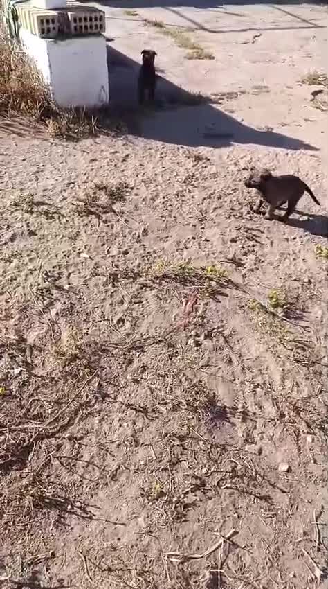 Pastor Belga Malinois perros en venta: Pastor belga malinois de calidad  - Video 1