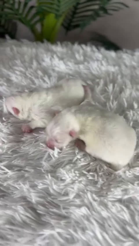 Pomerania perros en venta: POMERANIA - Video 2