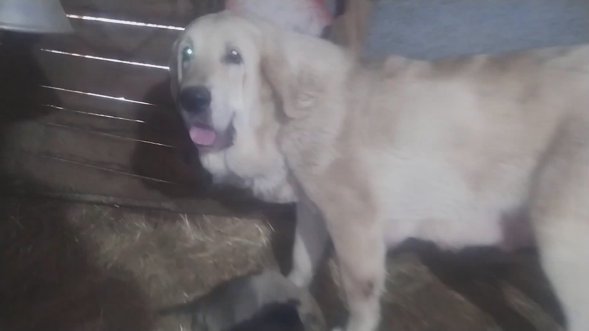 Mastín Español perros en venta: Camada de mastin español  - Video 1