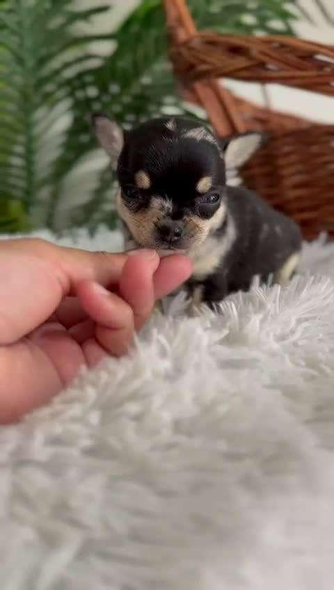 Chihuahua perros en venta: CHIHUAHUA MERLE HEMBRA - Video 1