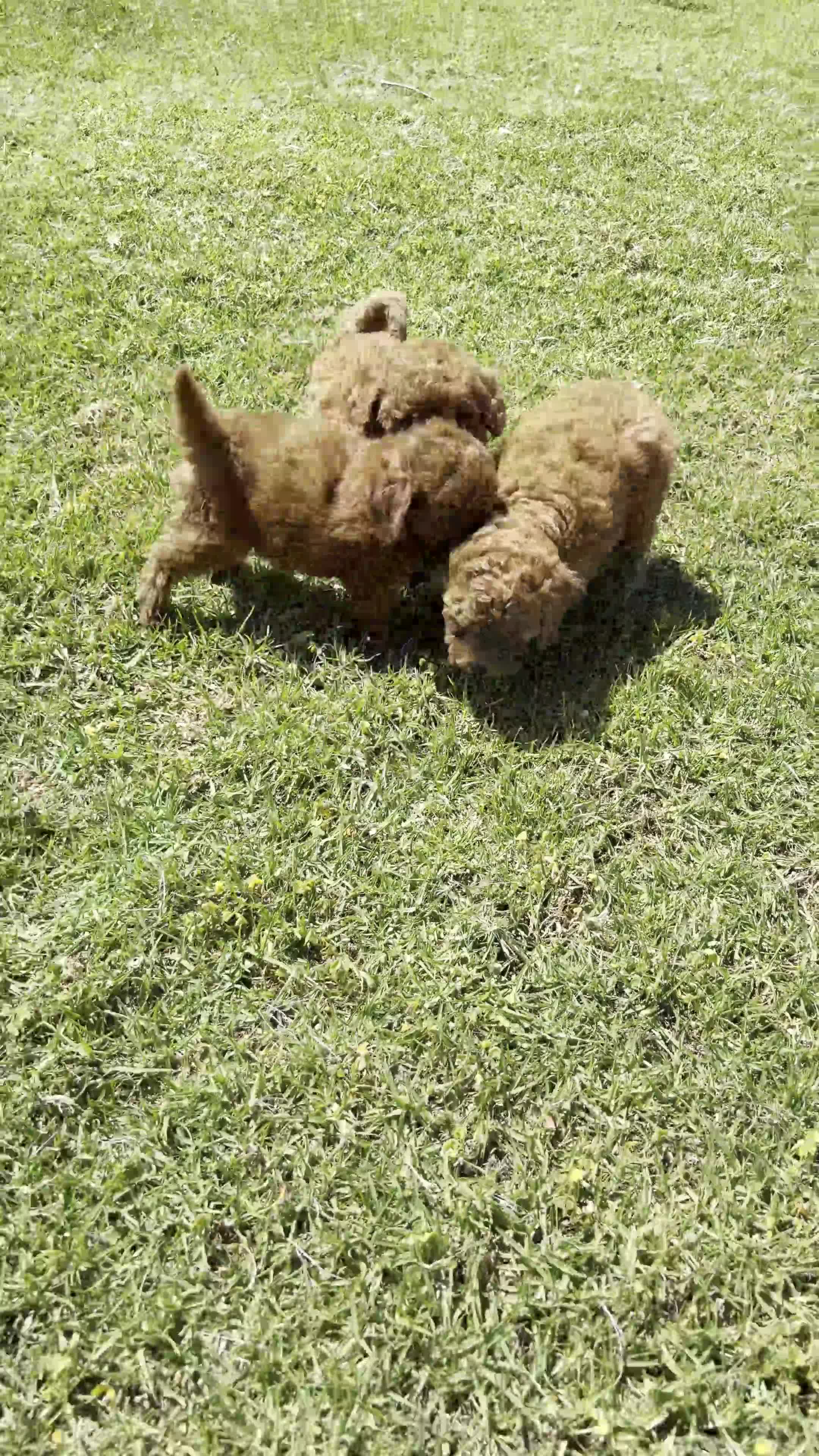 Caniche Toy perros en venta: CANICHE TOY - Video 1