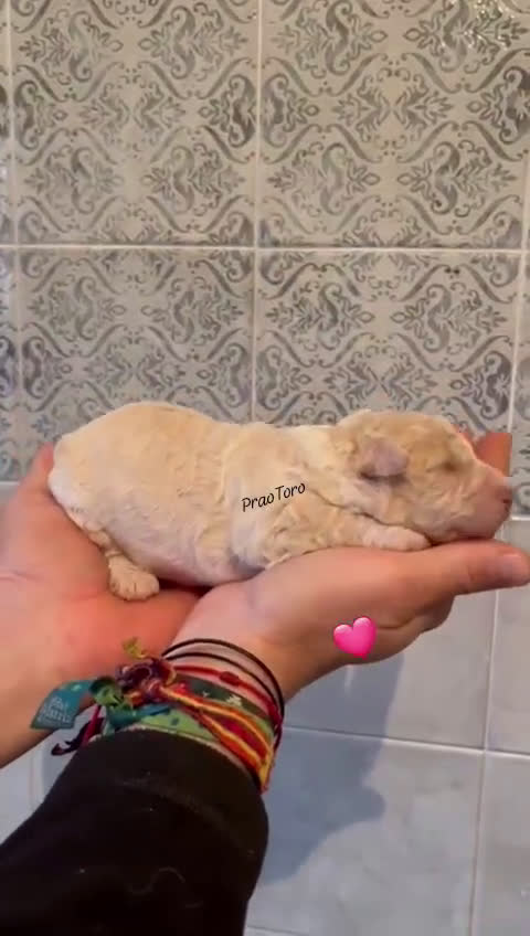 Perro de Agua Español perros en venta: Nueva camada de PDA PraoToro  - Video 2