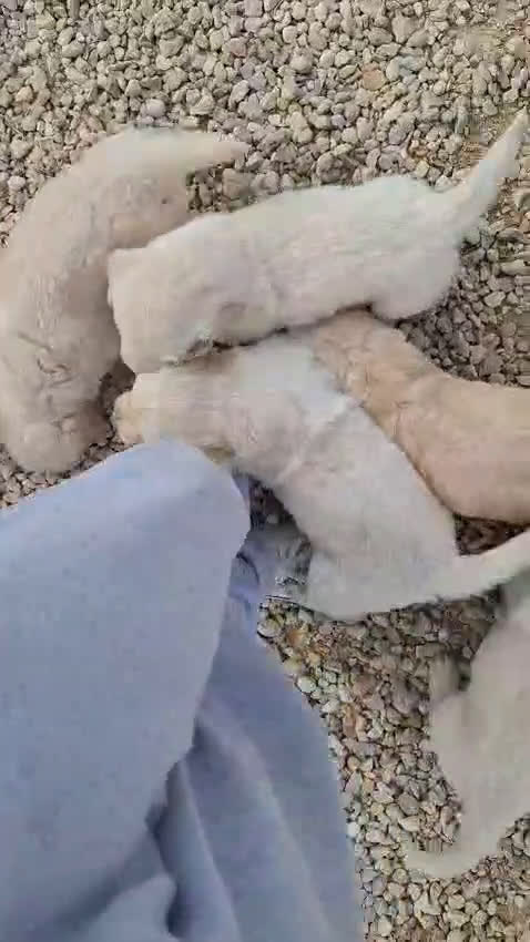 Golden Retriever perros en venta: Golden retriever, 2 vacunas en Jaén - Video 1