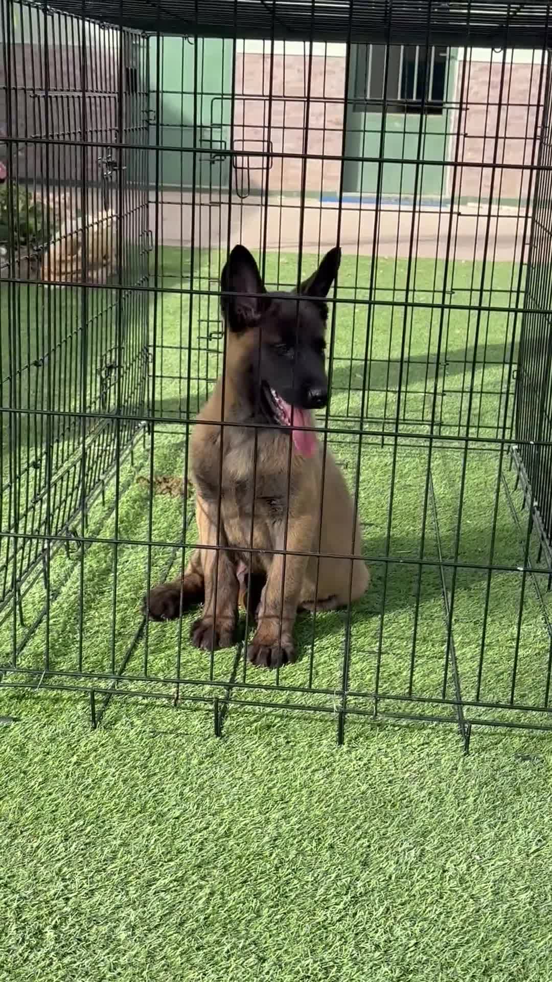 Pastor Belga Malinois perros en venta: Cachorro de Malinois gran calidad  - Video 1