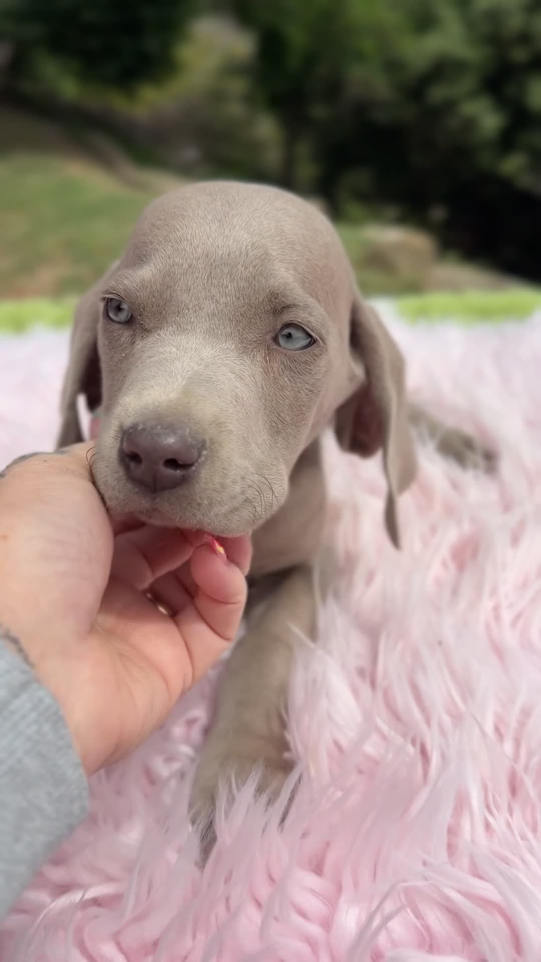 Weimaraner perros en venta: Brwco de Weimar hembra  - Video 1