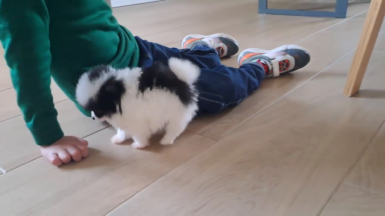 Pomerania perros en venta: Lulu de Pomerania Micro Toy  - Video 3