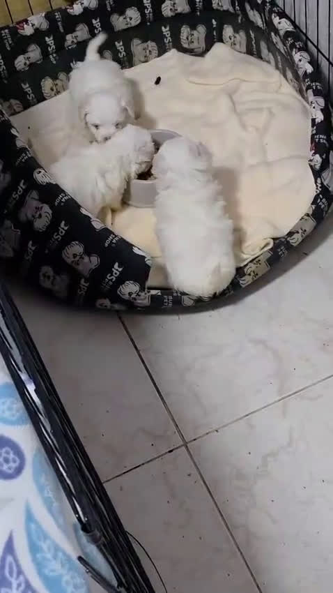 Bichón Maltés perros en venta: Bichón maltés hembra línea americana Toy  - Video 1