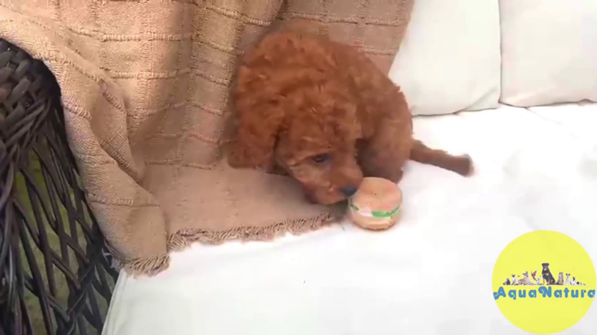 Caniche Enano perros en venta: Caniche Macho 7351 de Camila - AQUANATURA en Barcelona - Video 1