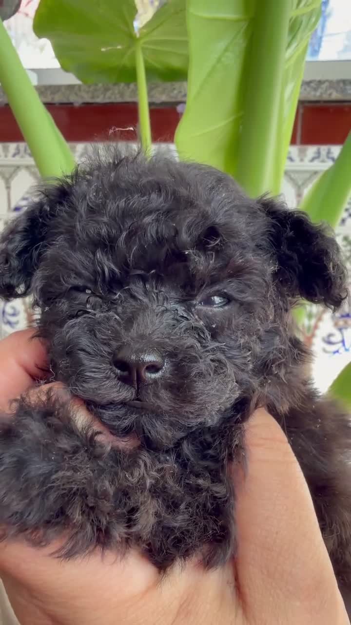 Caniche Toy perros en venta: EXCLUSIVOS CANICHES TOY PREMIUM - Video 1