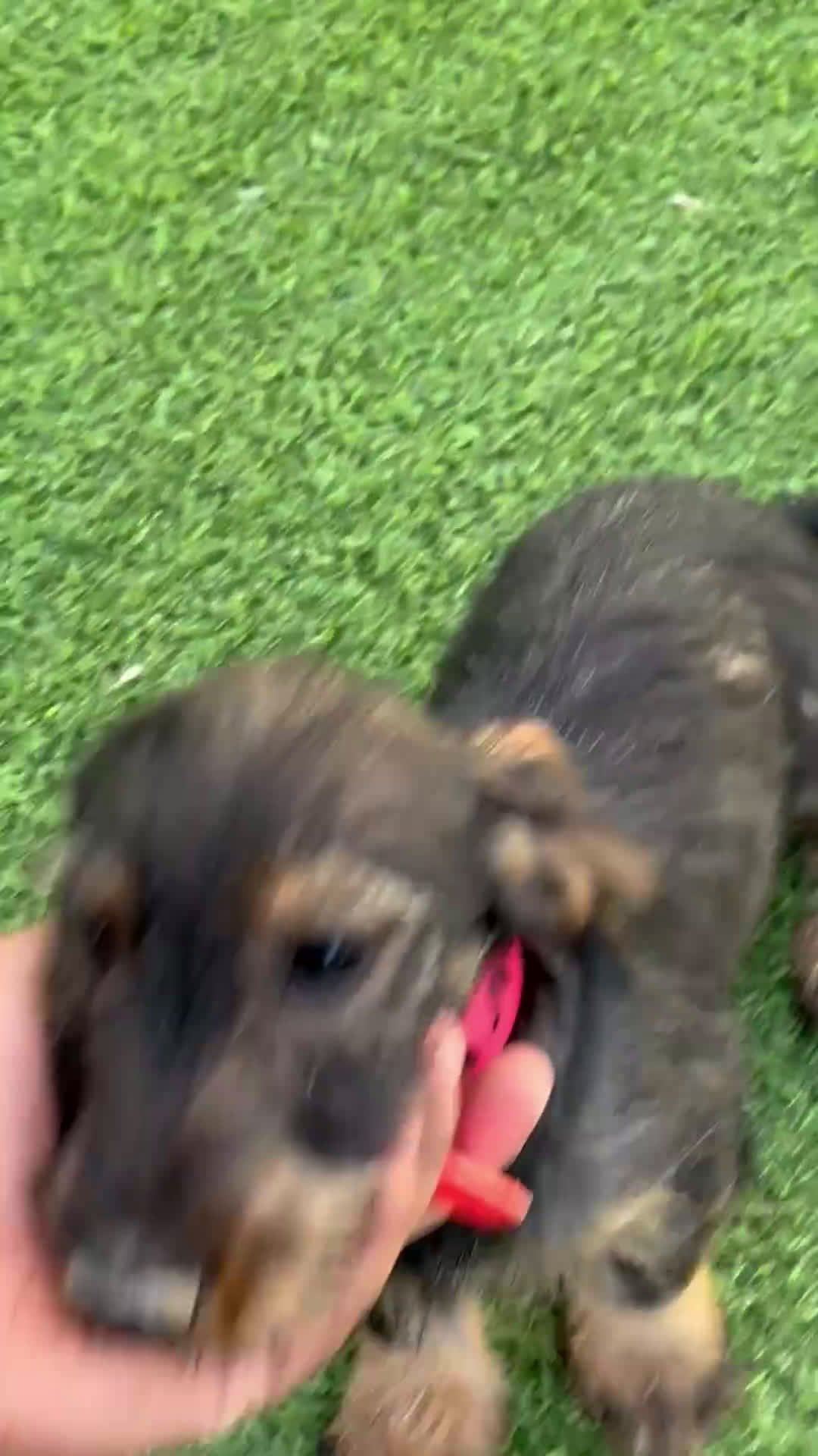 Teckel perros en venta: Teckel pelo duro  - Video 1