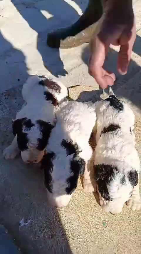 Perro de Agua Español perros en venta: PERRO DE AGUA ESPAÑOL - Video 1