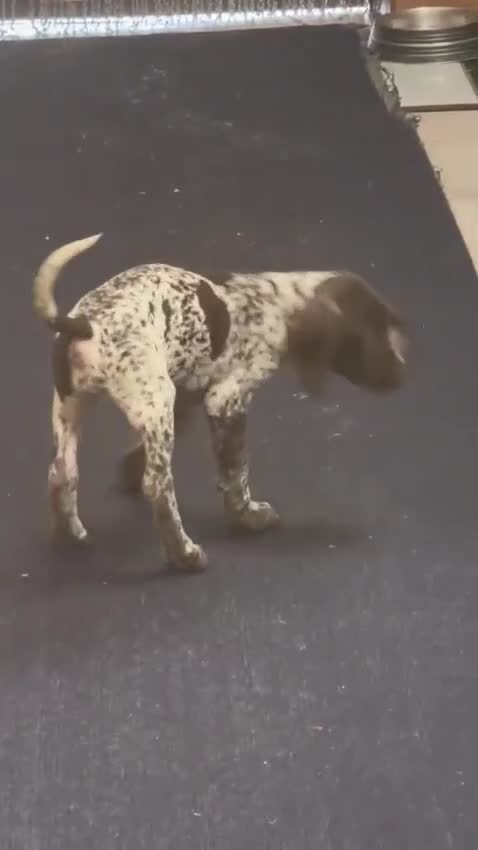 Braco Alemán de Pelo Corto perros en venta: Hembra Braco Alemán  - Video 1