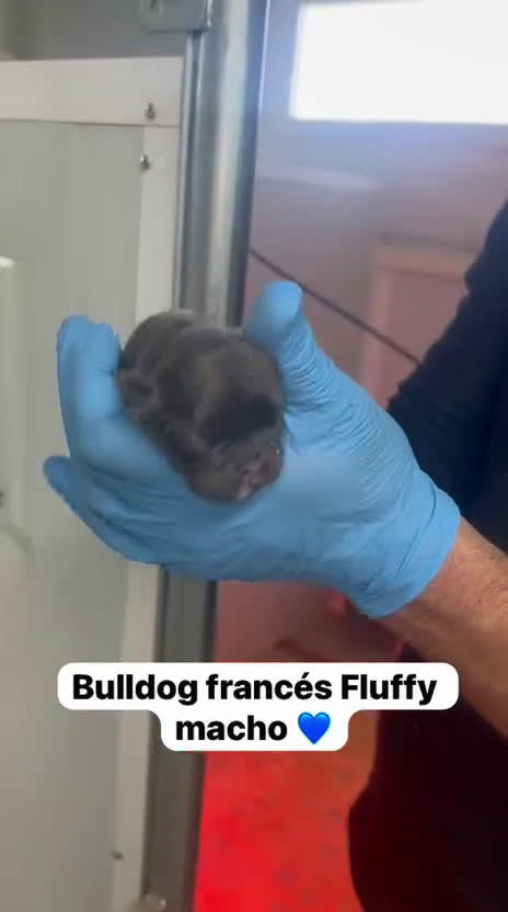 Bulldog Francés perros en venta: CAMADA DE PRECIOSOS BULLDOG FRANCÉS FLUFFY  - Video 4