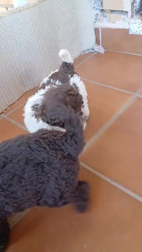 Perro de Agua Español perros en venta: Cachorros de Perro de agua  - Video 1