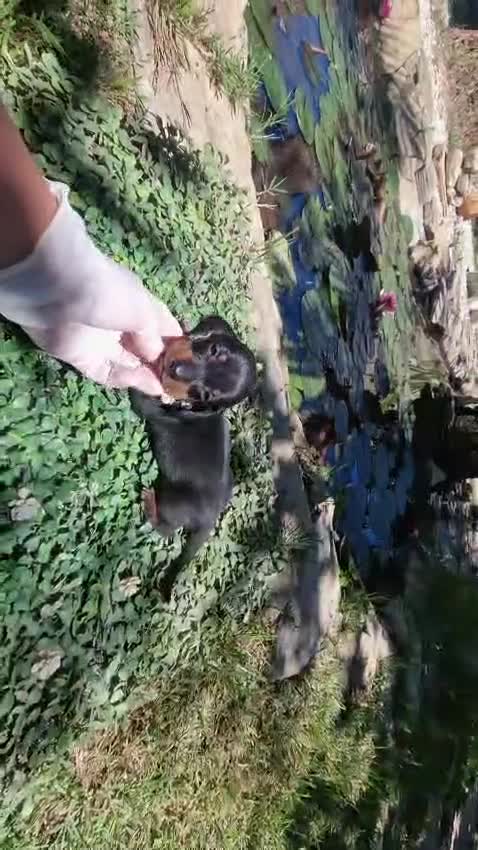 Teckel Miniatura perros en venta: Preciosos teckels mini kanichen, varios colores!! - Video 1