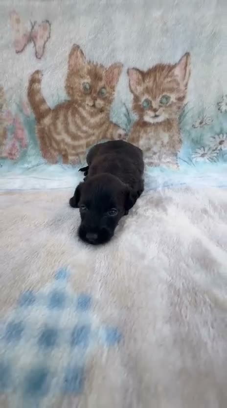 Raza Mixta perros en venta: Pootalian - Video 1
