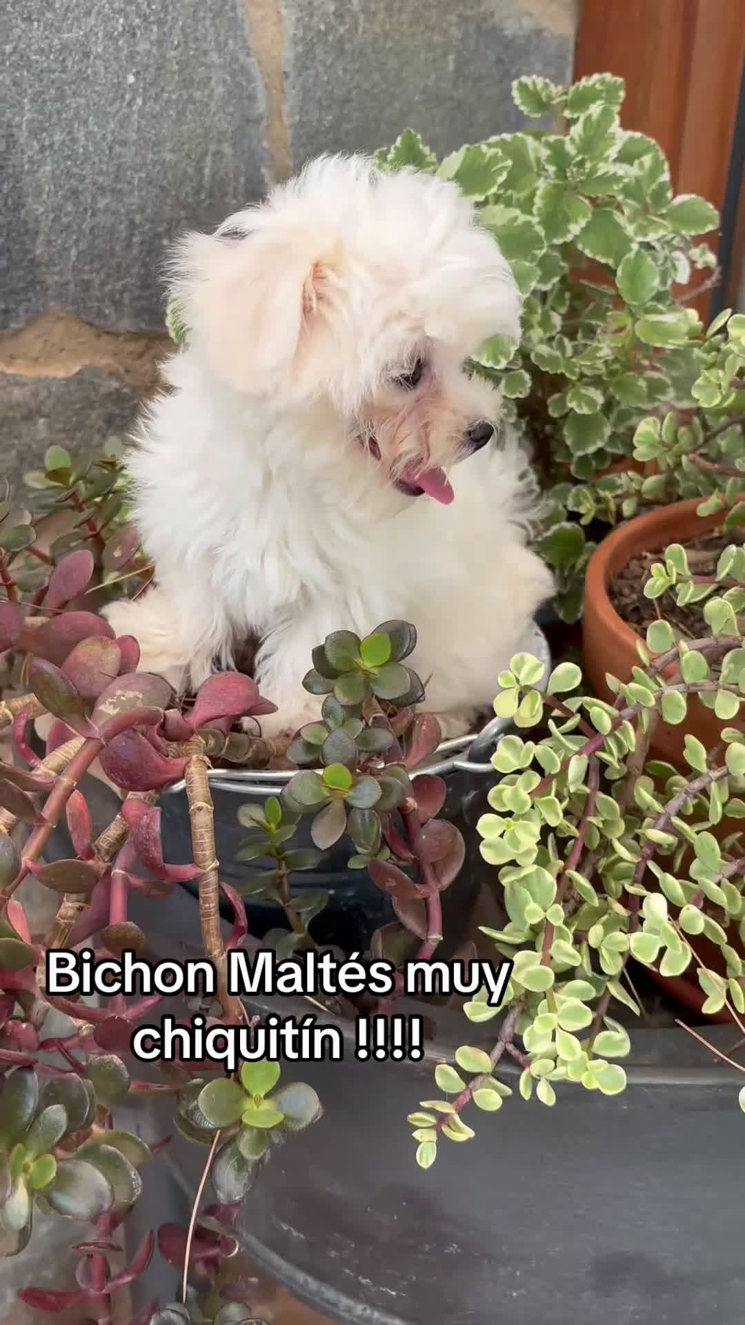 Bichón Maltés perros en venta: Bichon Maltés Toy macho y hembra  - Video 1