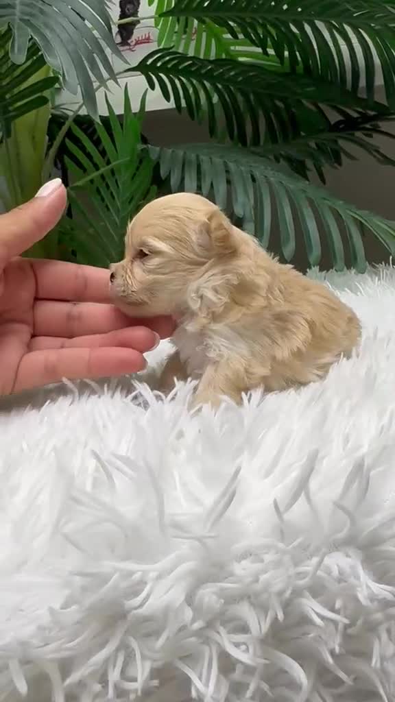 Maltipoo perros en venta: MALTIPOO TOY COREANOS  - Video 4