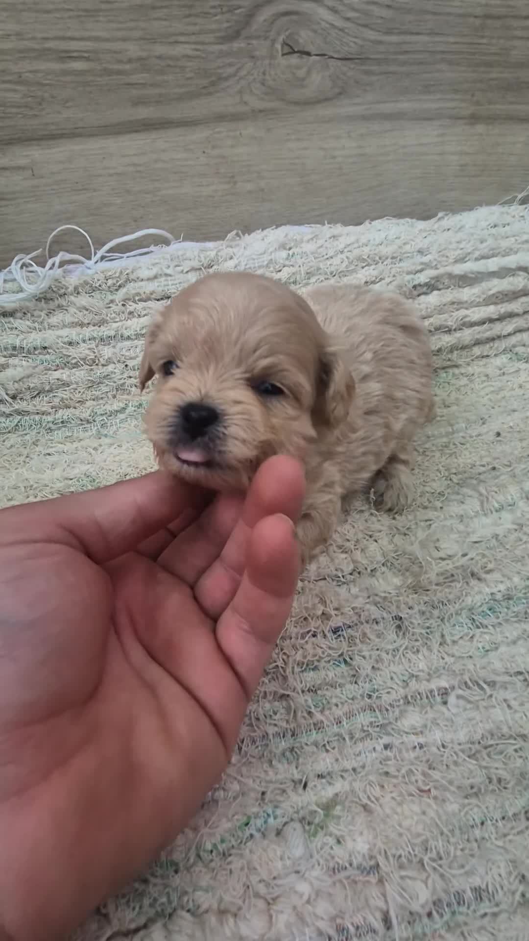 Maltipoo perros en venta: Maltipoo toy machos - Video 3