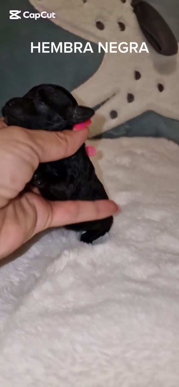 Caniche Toy perros en venta: CANICHES TOY MACHOS Y HEMBRA - Video 1