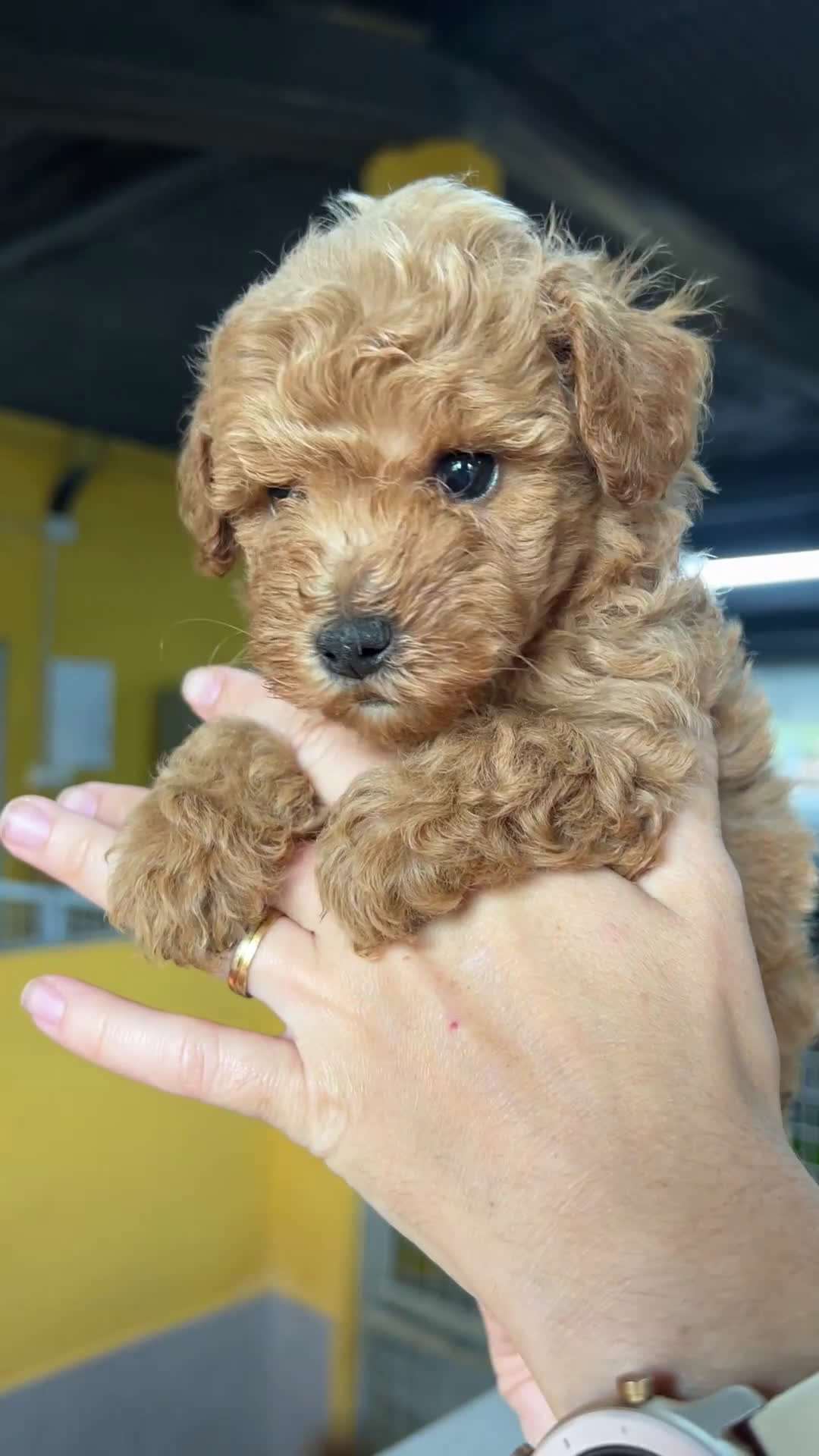 Caniche Toy perros en venta: Caniche toy hembra  - Video 1
