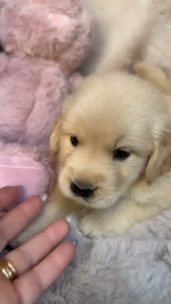 Golden Retriever perros en venta: Preciosa Golden retriever  - Video 1