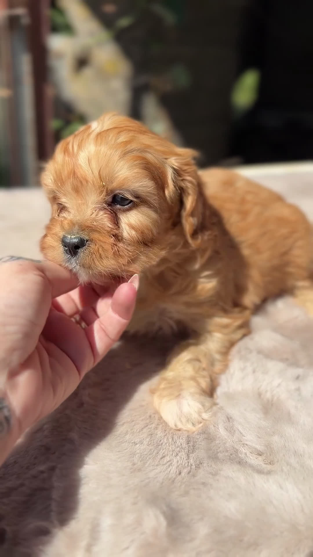 Cavapoo perros en venta: Cavapoo Apricot macho  - Video 1