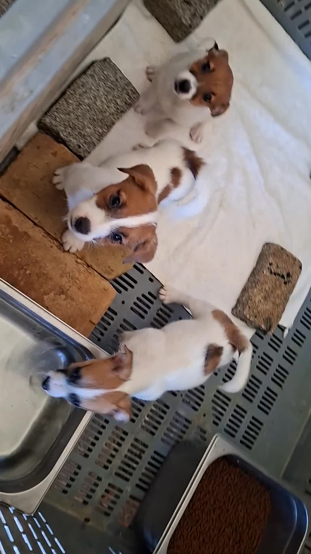 Jack Russell Terrier perros en venta: Jack Russell cachorros - Video 1