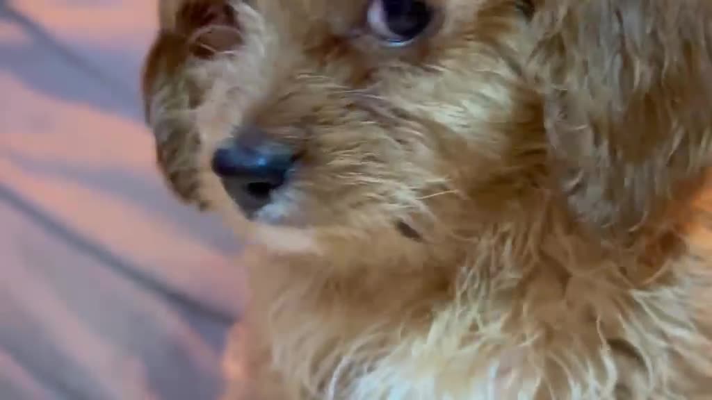 Cavapoo perros en venta: Cavapoo macho - Video 1