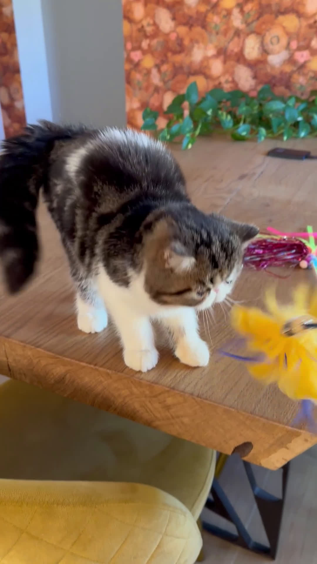 Exótico de Pelo Corto gatos en venta: Exótico Brown Tabby  - Video 1