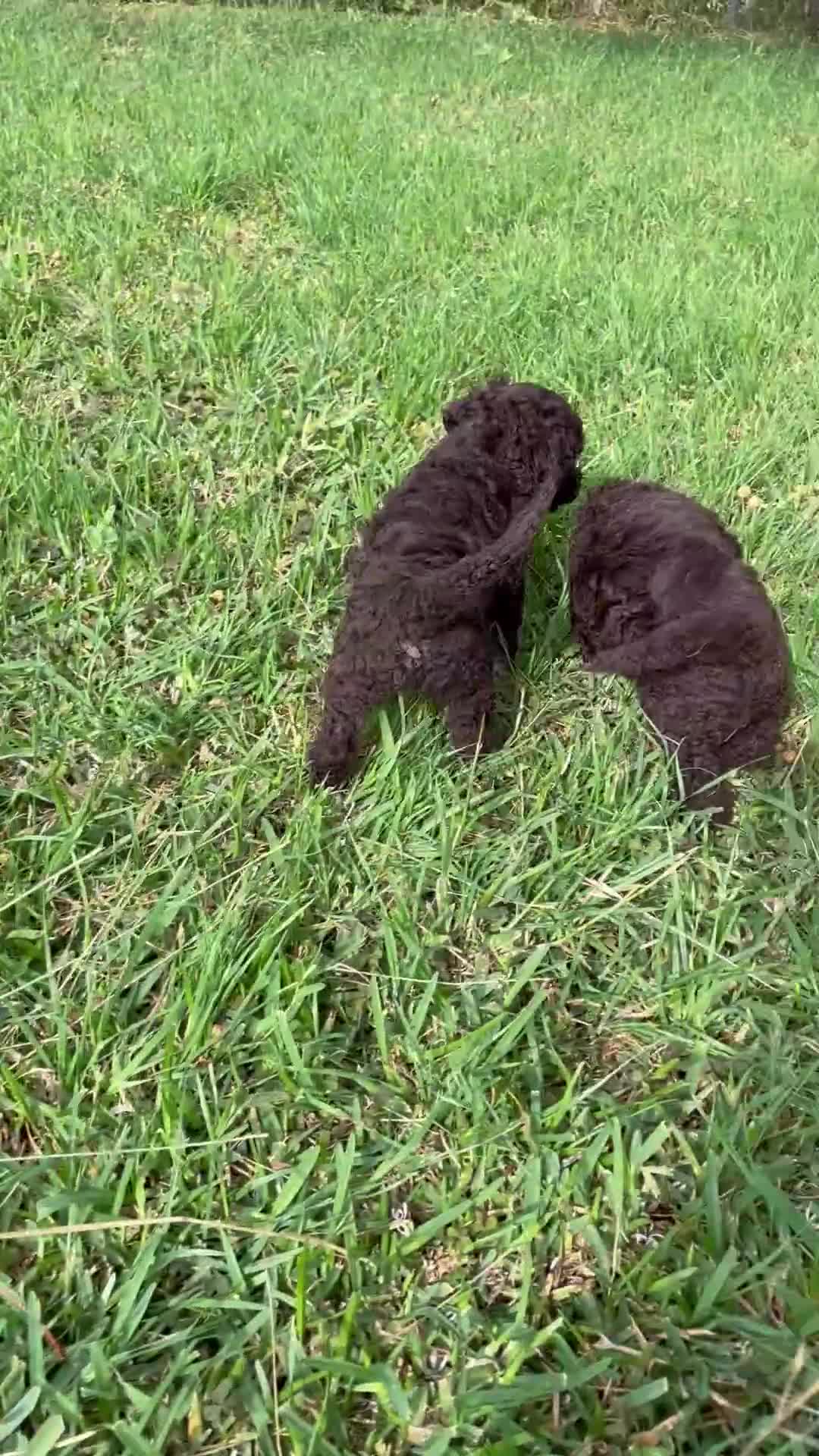 Perro de Agua Español perros en venta: Perro de agua español - Video 1