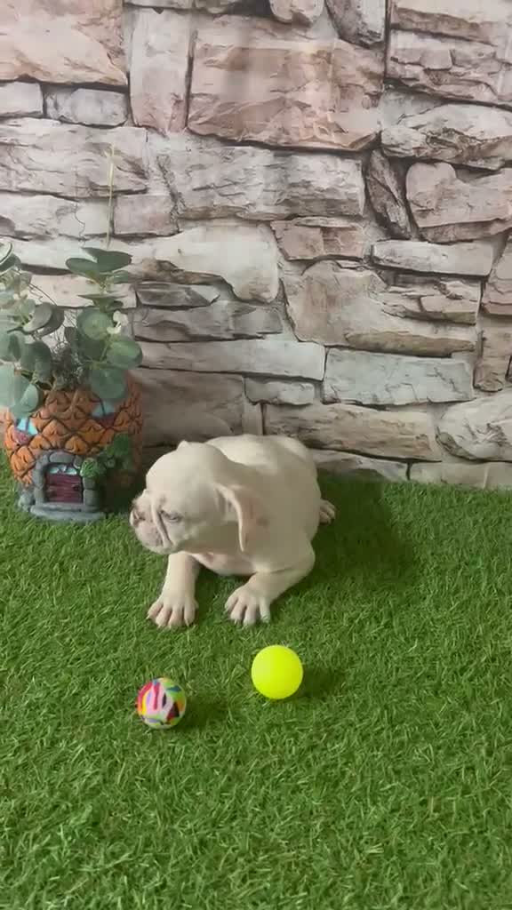 Bulldog Francés perros en venta: CACHORRO BULLDOG FRANCÉS PLATINUM - Video 1