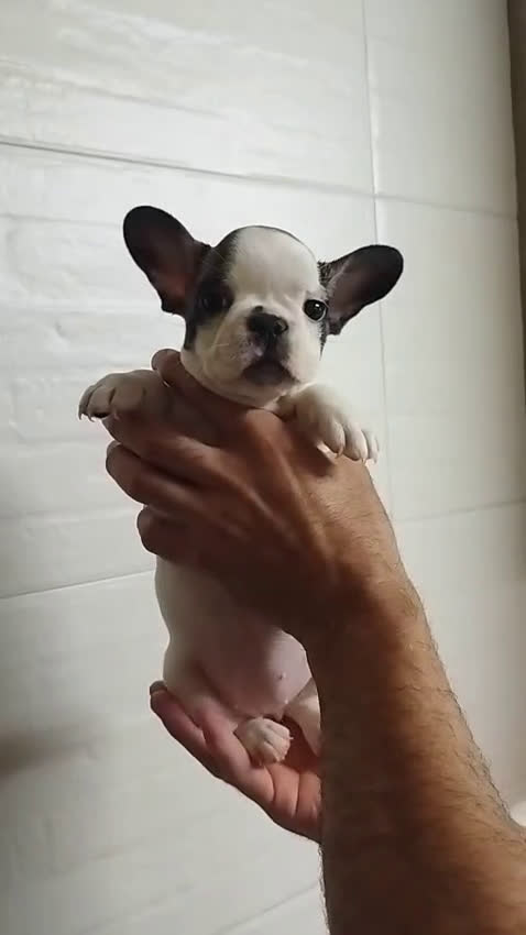 Bulldog Francés perros en venta: Bulldog francés  - Video 3